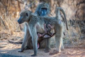 Africa Ape Baby