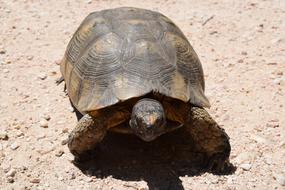 Turtle Animal Nature