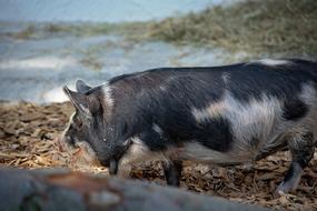 Pig Animal Domestic