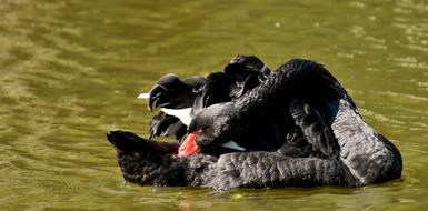 Swan Black Water Bird