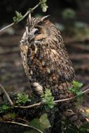 Owl Owls Bird