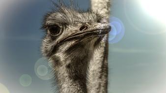 Strauss Bird Head