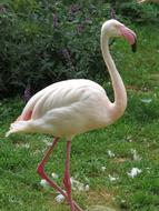 Animals Bird Flamingo