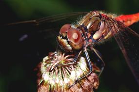 Insect Ważka Macro