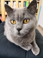 British Shorthair Breed Cat
