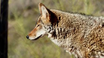 Coyote Animal Fur