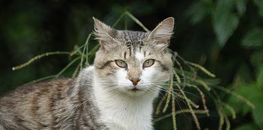 Domestic Cat Animal Pet