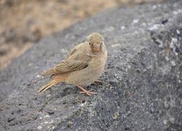 Camacho Trumpeter Bird