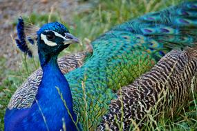 Peacock Kur Feather