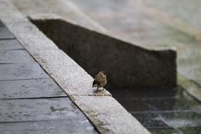 little bird in the rain