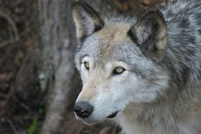 Wolf Grey Timber