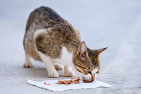 Cat Animal Cute