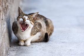 Cat Animal Cute