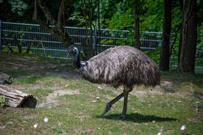 Emu Bird Animal