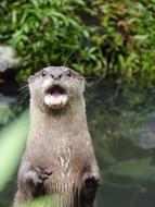 Otter Animal Cute