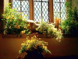 flowers beautiful background balcony