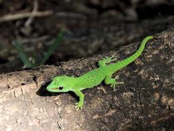 The Lizard Gad Green