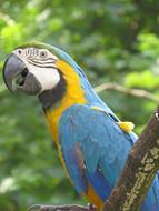 Animals Parrot Bird