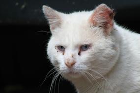 Cat Animal Pet