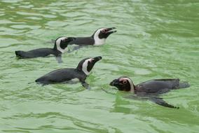 Penguin Animal Bird