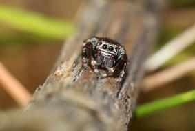 Skakun Insect Macro
