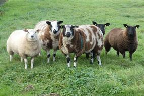 Sheep Meadow Wool