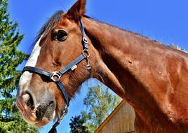 Shire Horse Big