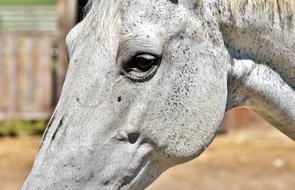 Horse Mold Reiterhof