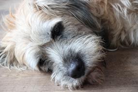 Dog Pet Dormant