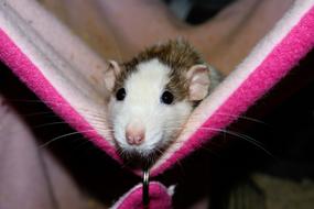 Rat Female Color