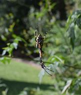 Yellow Garden Spider Insect