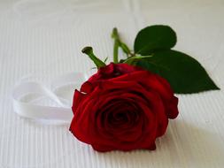 red rose on a green stem