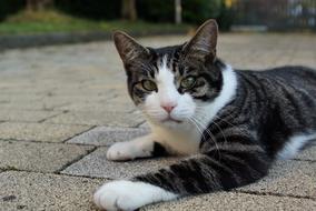 Cat Pet Mackerel