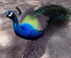 Peacock Bird Pen