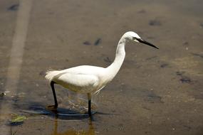 Little white heron in the water
