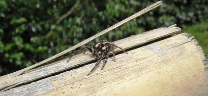 Spider Leaper Hunter Insect