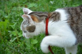 Cat Hunt Look For Prey