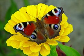 Butterfly Insect Flower