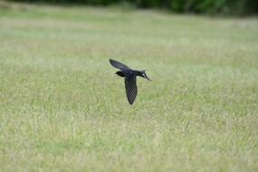 big bird in the air