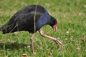 black bird with big feet