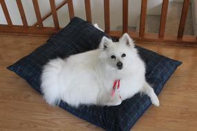 Eskimo Dog Spitz