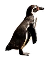 Penguin Animal World Water