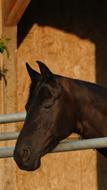 Animal Black Horse at Morning sunligh