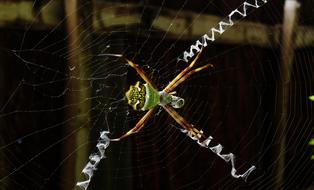 Macro Insect Web