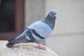 Homing Pigeon in Columba