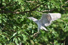Bird Wildlife Nature