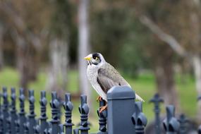 Noisy Miner Honey Eater Bird