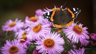 Butterfly Flowers Red Admiral