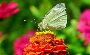 Butterfly Insect Flower