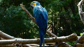 Bird Parrot Blue